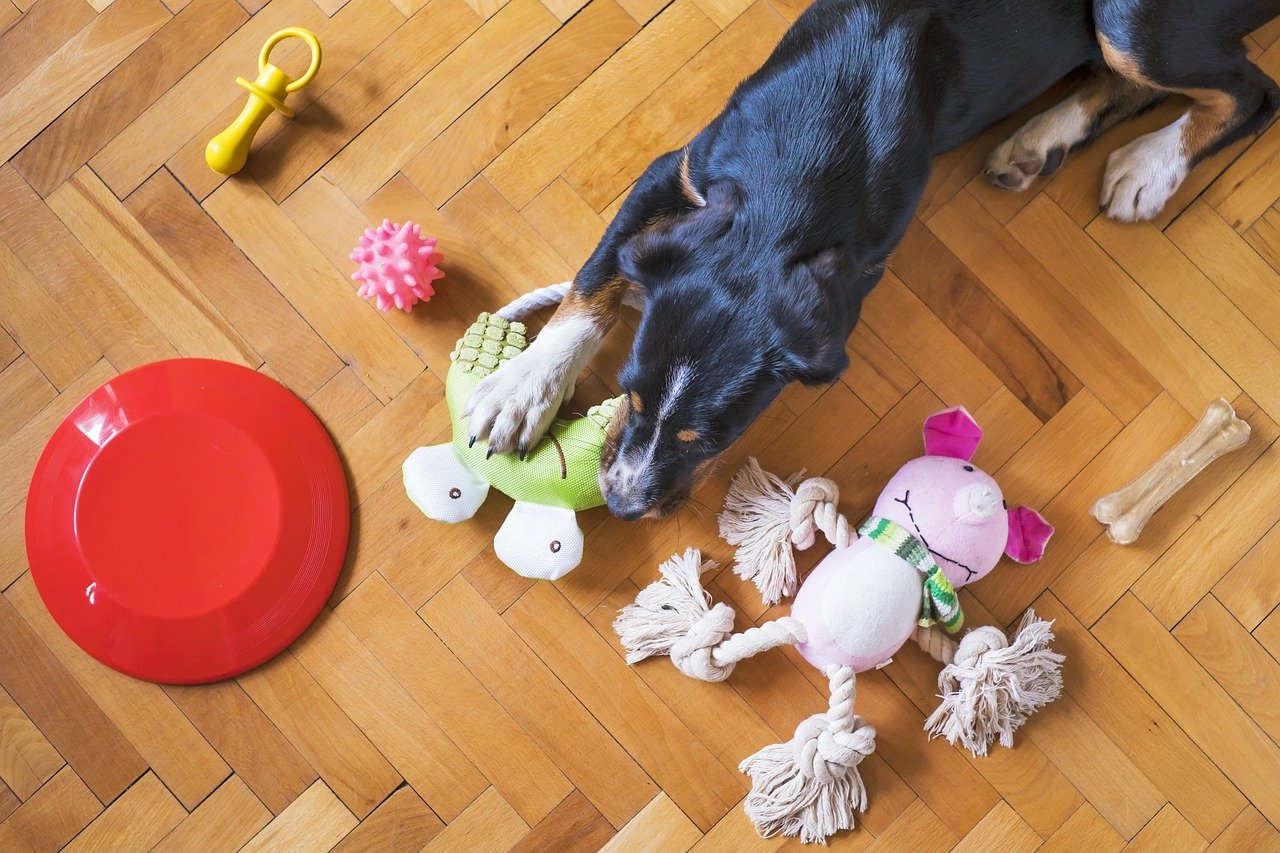 dog toys, dog playing, dog chew toy-5175628.jpg